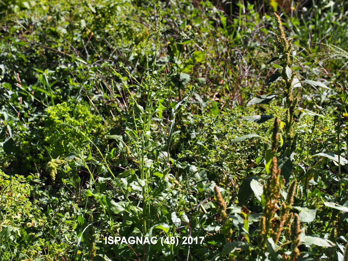 Beetroot plant